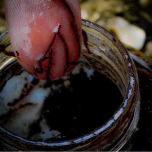 Tekutá potrava Munch Baits Bloodworm Complex 500ml