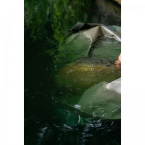 Camo Compact Weigh Sling